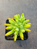 Sedum corynephyllum 八千代