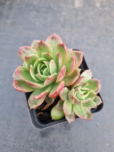 *GLGhybrid(1-965) Echeveria Agavoides hybrid 冬云杂