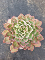 *GLGhybrid (2-109) Echeveria shaviana hime hybrid 沙维娜杂