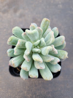 Echeveria New Irish Mint 新爱尔兰薄荷
