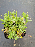 Othonna Capensis ‘Little Pickles’ 黄花新月