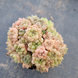 Haworthia no ID