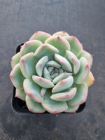 *GLGhybrid(1-1009) Echeveria Monroe hybrid 梦露杂
