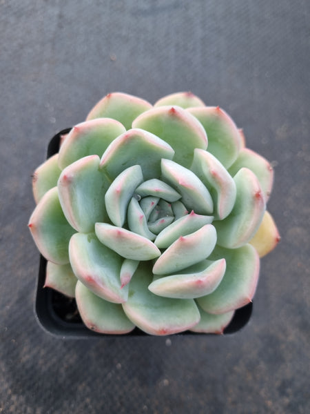*GLGhybrid(1-1009) Echeveria Monroe hybrid 梦露杂