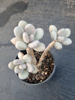 Pachyphytum sp. 稻田姬