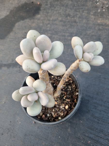 Pachyphytum sp. 稻田姬