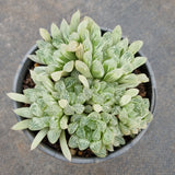 11cm pot Haworthia Silver Swirls  白斑玉露11cm盆