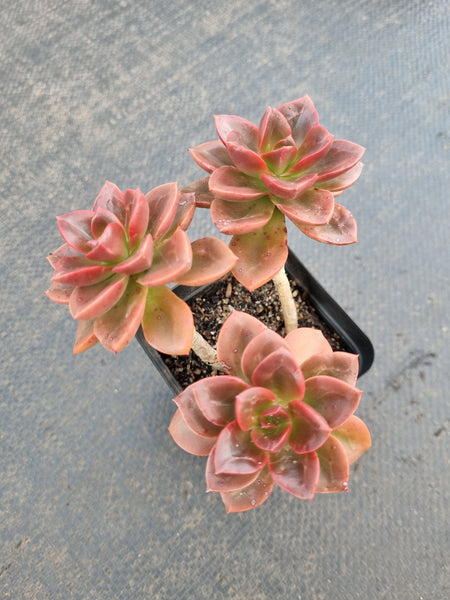 Echeveria Melaco 巧克力方砖
