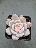 Echeveria Monroe × Laui aka. Snow Angel 雪天使