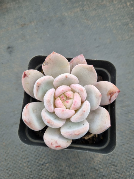 Echeveria Monroe × Laui aka. Snow Angel 雪天使
