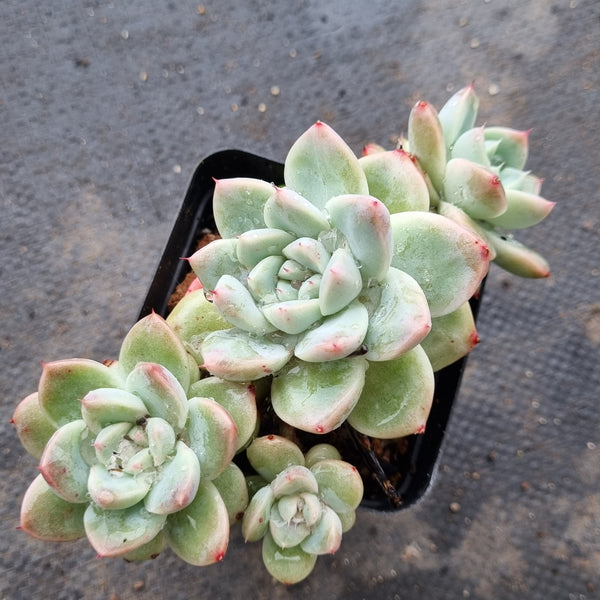 Echeveria Rumengling 如梦令