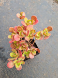 Aeonium saundersii 橄榄球玫瑰