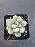 Graptoveria 'Avant-garde' 先锋派