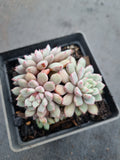Echeveria Subcorymbosa Lau 030  蓝宝石