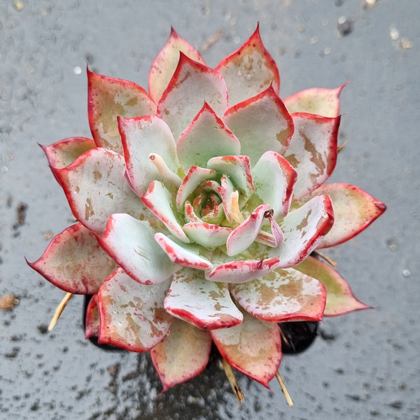*GLGhybrid(1-1601) Echeveria Puebla hybrid 普埃布拉杂