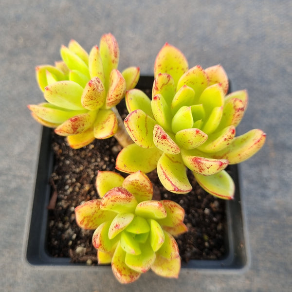 *GLGhybrid(1-1679) Echeveria Agavoides hybrid 黄金雨杂