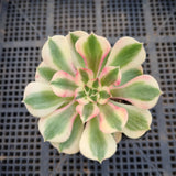 Aeonium Pink Witch 粉女巫