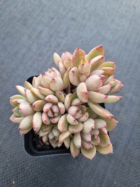 *GLGhybrid(1-1000) Echeveria Ballsii Hybrid 灰姑娘杂