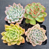*GLGhybrid(1-498) Special hybrid pack of 4