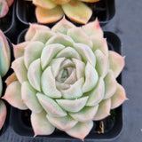 *GLGhybrid(1-503) Special hybrid pack of 4
