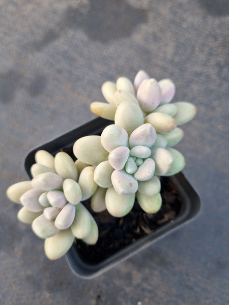 *GLGhybrid(1-1227) Graptopetalum Mendozae hybrid 丸姬杂