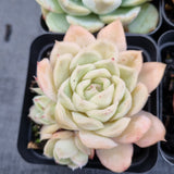 *GLGhybrid(1-508) Special hybrid pack of 4