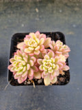 Sedum Joyce Tulloch variegated 塔洛克锦