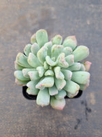 Echeveria New Irish Mint 新爱尔兰薄荷