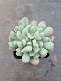 Echeveria New Irish Mint 新爱尔兰薄荷