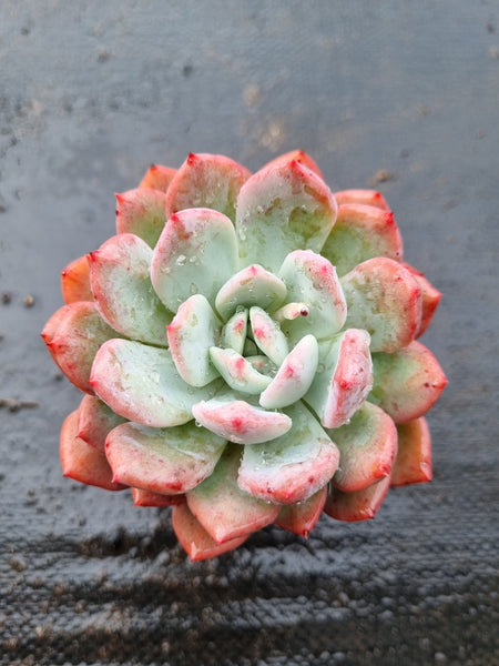 *GLGhybrid(1-1536) Pachyveria Elaine hybrid 香水杂