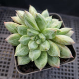 *GLGhybrid(1-101) Pachyphytum compactum hybrid 千代田之松杂