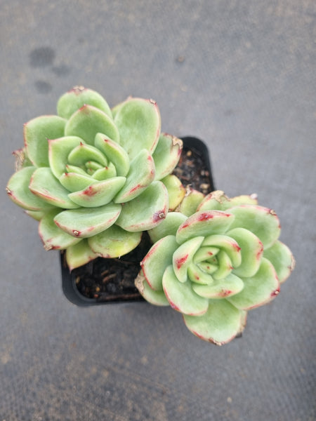 *GLGhybrid(1-1362) Echeveria Agavoides hybrid 冬云杂