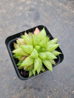 Haworthia Reticulat Var. Subregularis