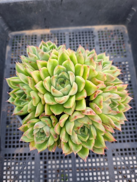 *GLGhybrid(2-133) Echeveria Halbingeri hybrid 海滨格瑞杂