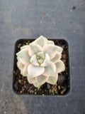 Graptopetalum Paraguayense ssp. Bernalense variegata 美杏锦
