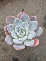 Echeveria 'Sang-A' 嫦娥