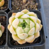 *GLGhybrid(1-1683) Special hybrid pack of 4