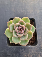 *GLGhybrid(1-657) Echeveria Black Rose hybrid 黑玫瑰杂