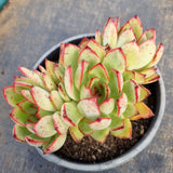*GLGhybrid(2-35) Echeveria Puebla hybrid 普埃布拉杂