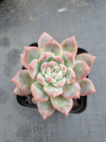 Echeveria 'Frosty Bloom' (霜花 E. prolifica hybrid)