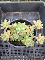 *GLGhybrid(2-36) Echeveria Derenbergii hybris 静夜杂