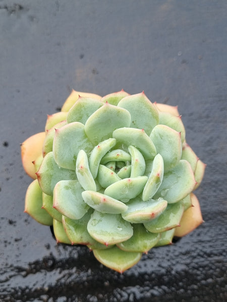 *GLGhybrid(1-1502) Pachyveria Elaine hybrid 香水杂