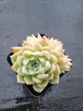 *GLGhybrid(1-1523) Echeveria Elegans 'Alba' hybrid 白月影杂