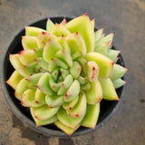 *GLGhybrid(2-17) Echeveria Agavoides hybrid 东云杂