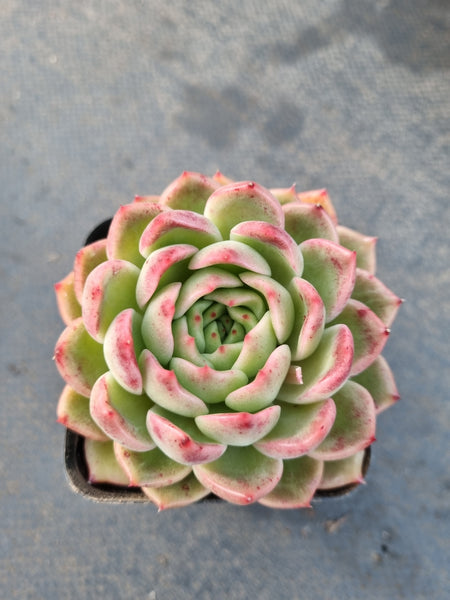 *GLGhybrid(1-1211) Echeveria agavoides hybrid