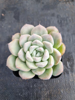 *GLGhybrid(1-150) Pachyveria Elain hybrid 香水杂