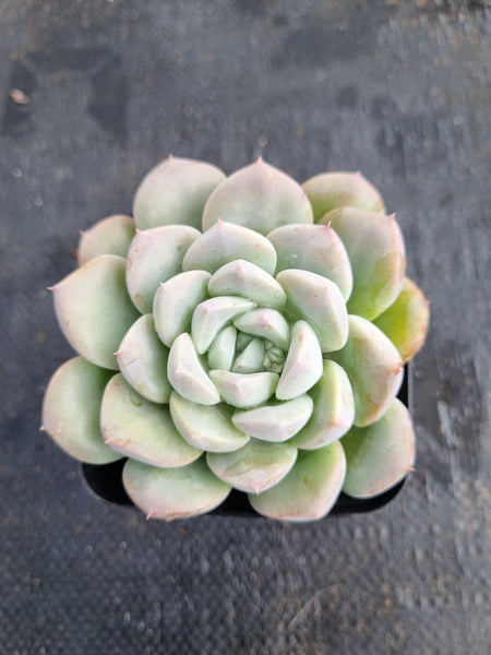 *GLGhybrid(1-150) Pachyveria Elain hybrid 香水杂