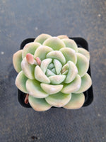 Echeveria Ice Green 冰玉