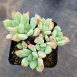 Pachyveria Claire 迈达斯国王
