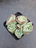 *GLGhybrid(1-961) Echeveria Reglensis hybrid 红颜杂